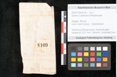 Foto (Objekt + Etikett) von Quercus palaeoilex Ettingshausen (NHMW-GEO-2024-0188-8109)